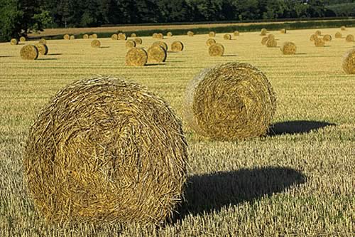Farm Imagges